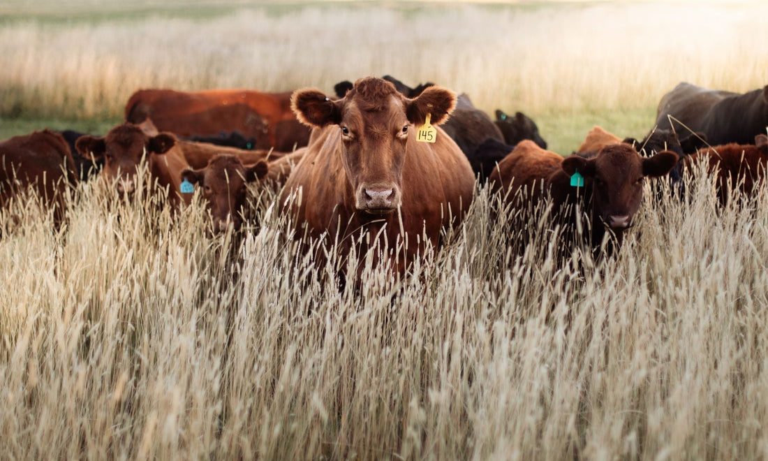 Can beef tallow reverse aging?