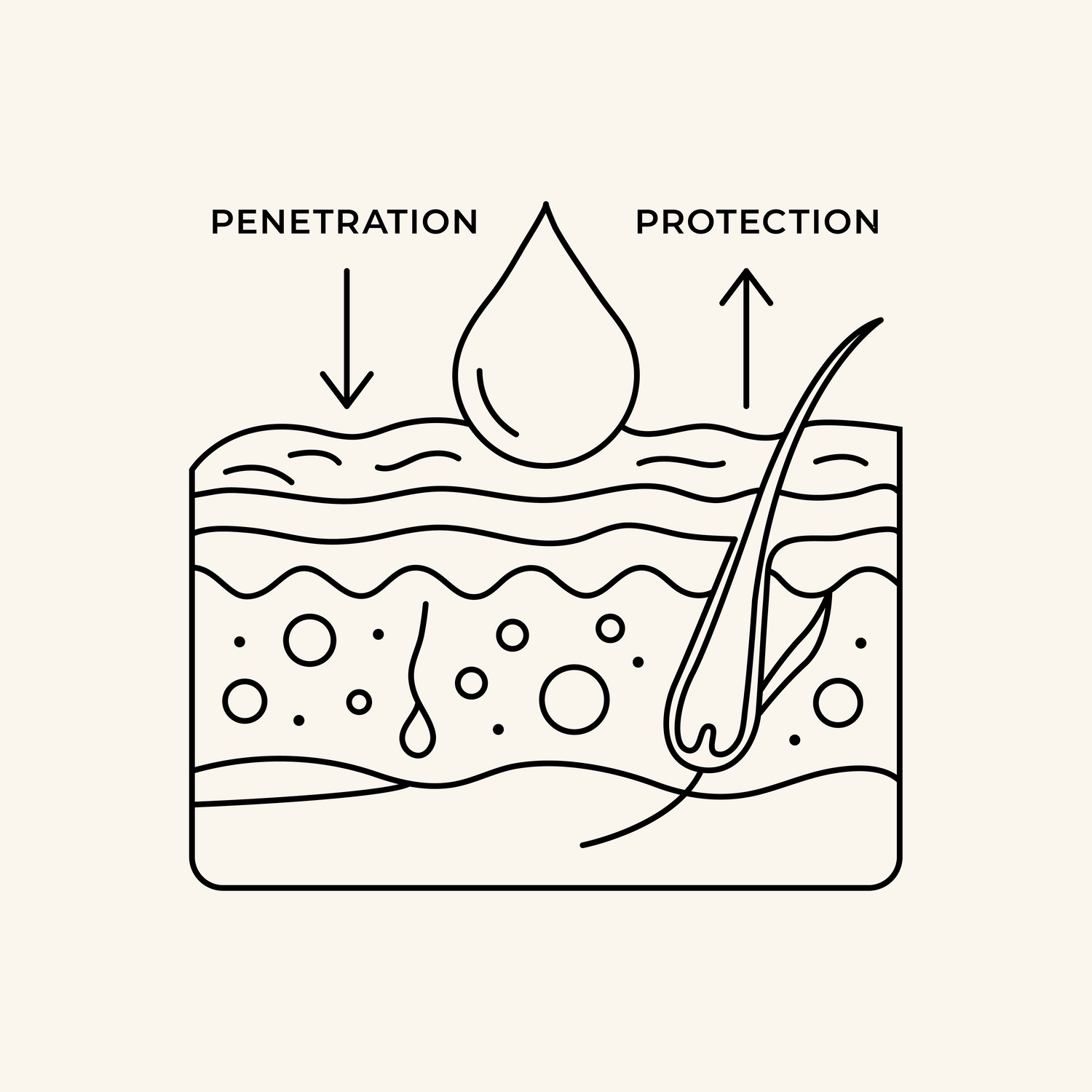 Diagram of skin layers with penetration and protection labels