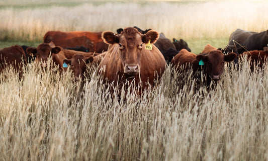 Can beef tallow reverse aging?