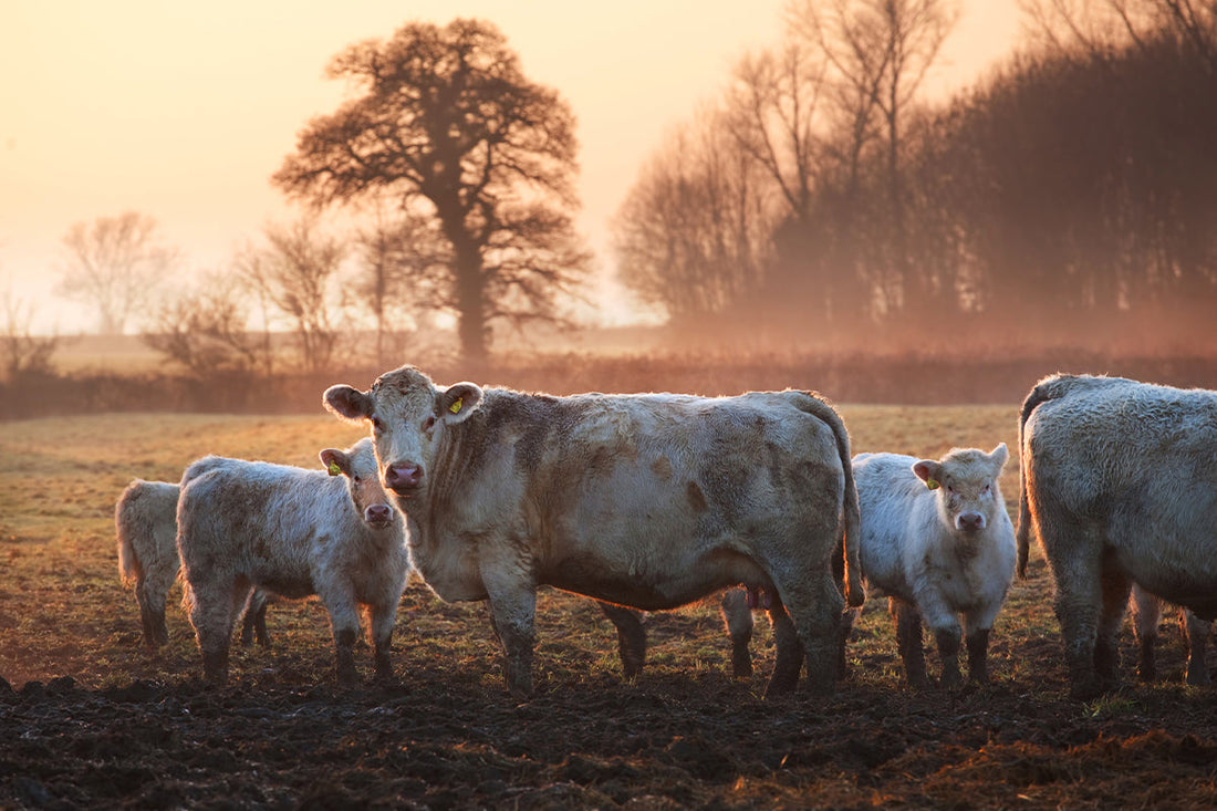 grass fed vs grass finished beef tallow