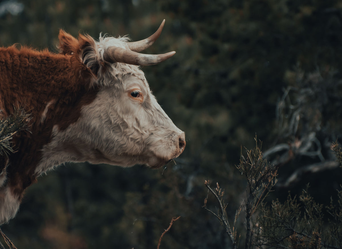 Close-up of a cow with large horns in a natural setting