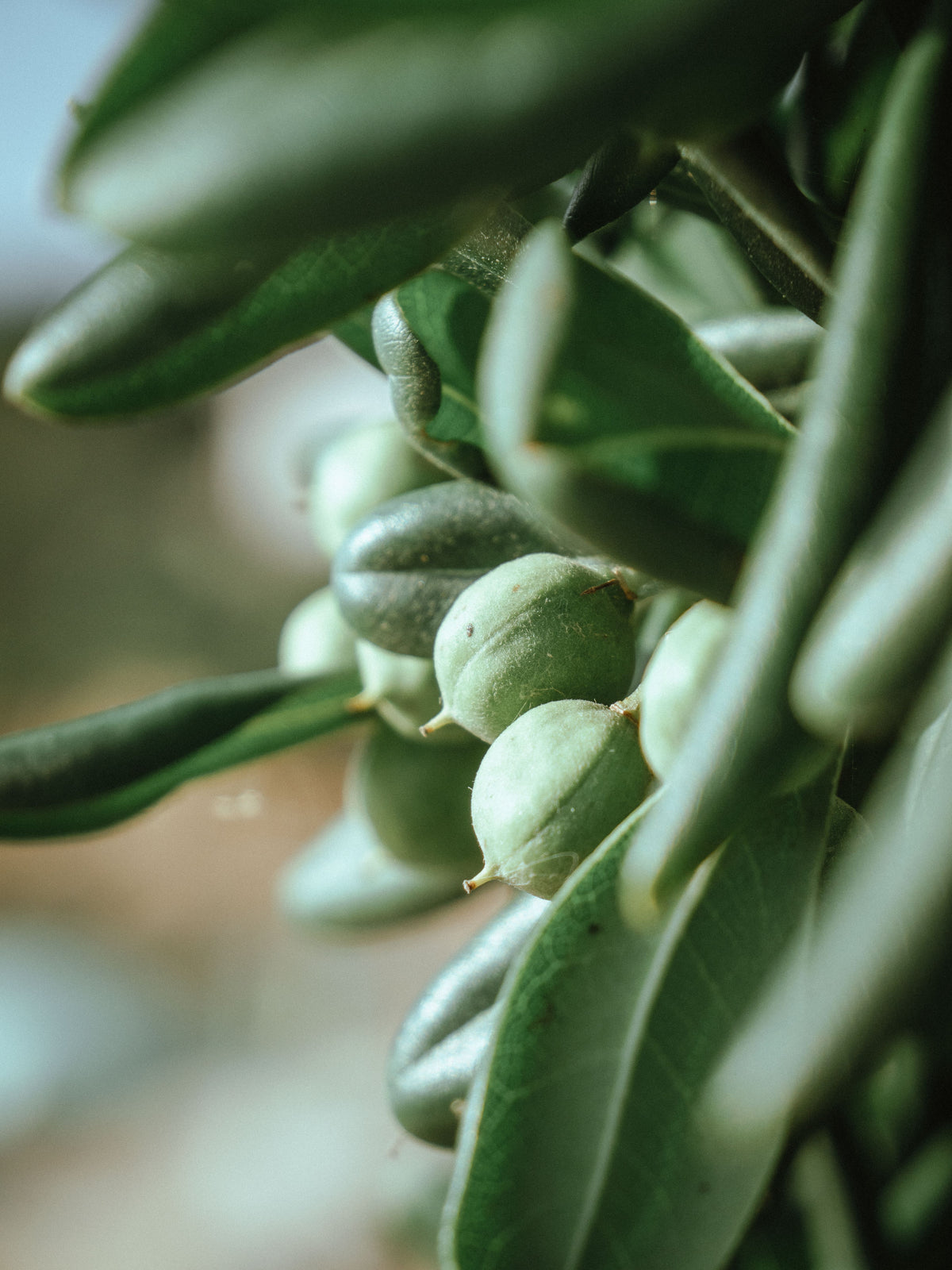 Golden Jojoba Oil