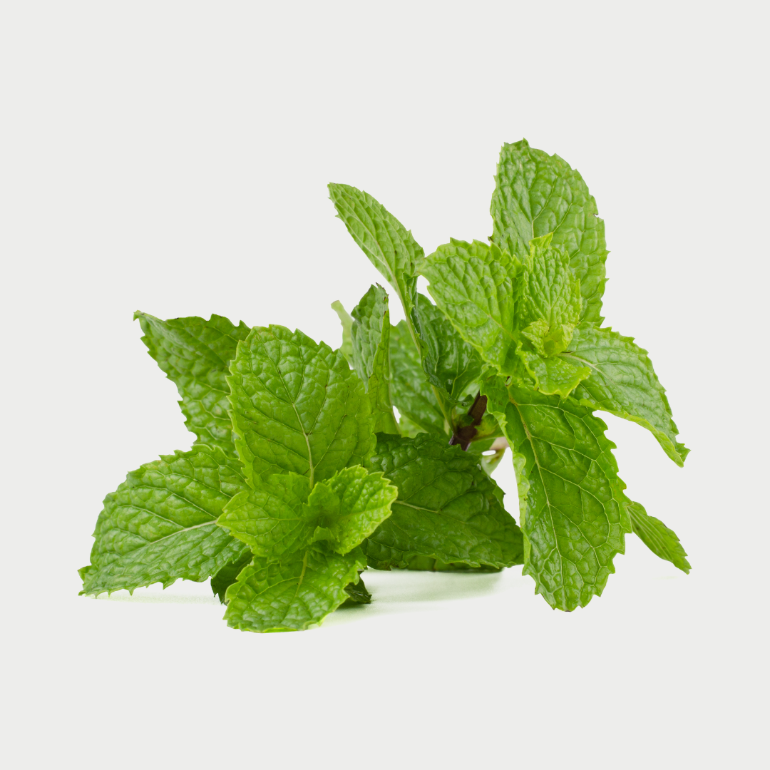 Fresh green mint leaves