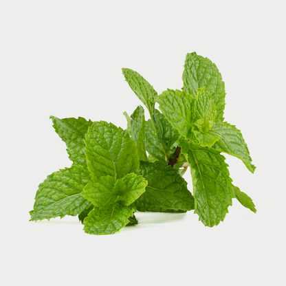 Fresh green mint leaves