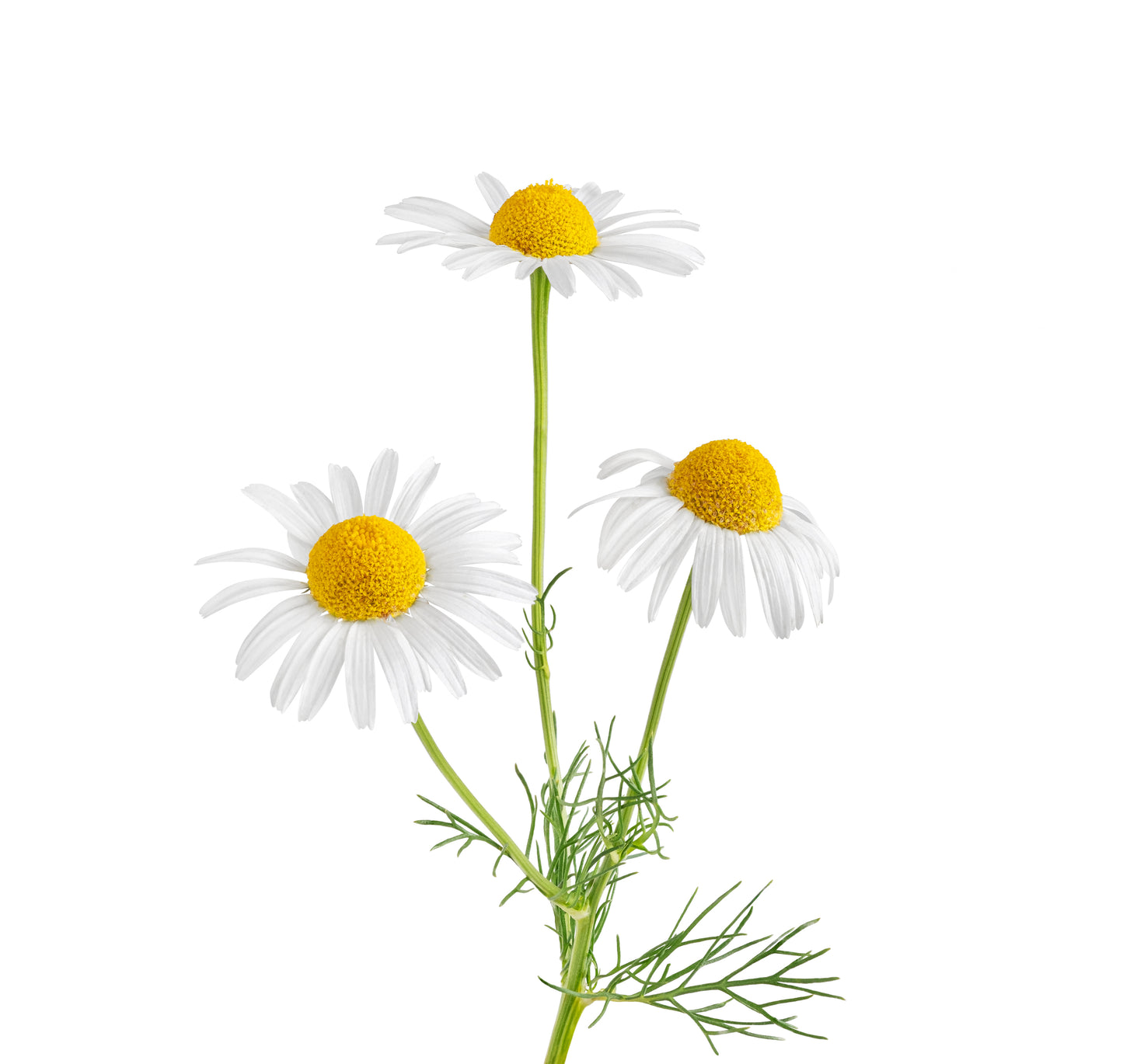 Tallow Balm for baby eczema