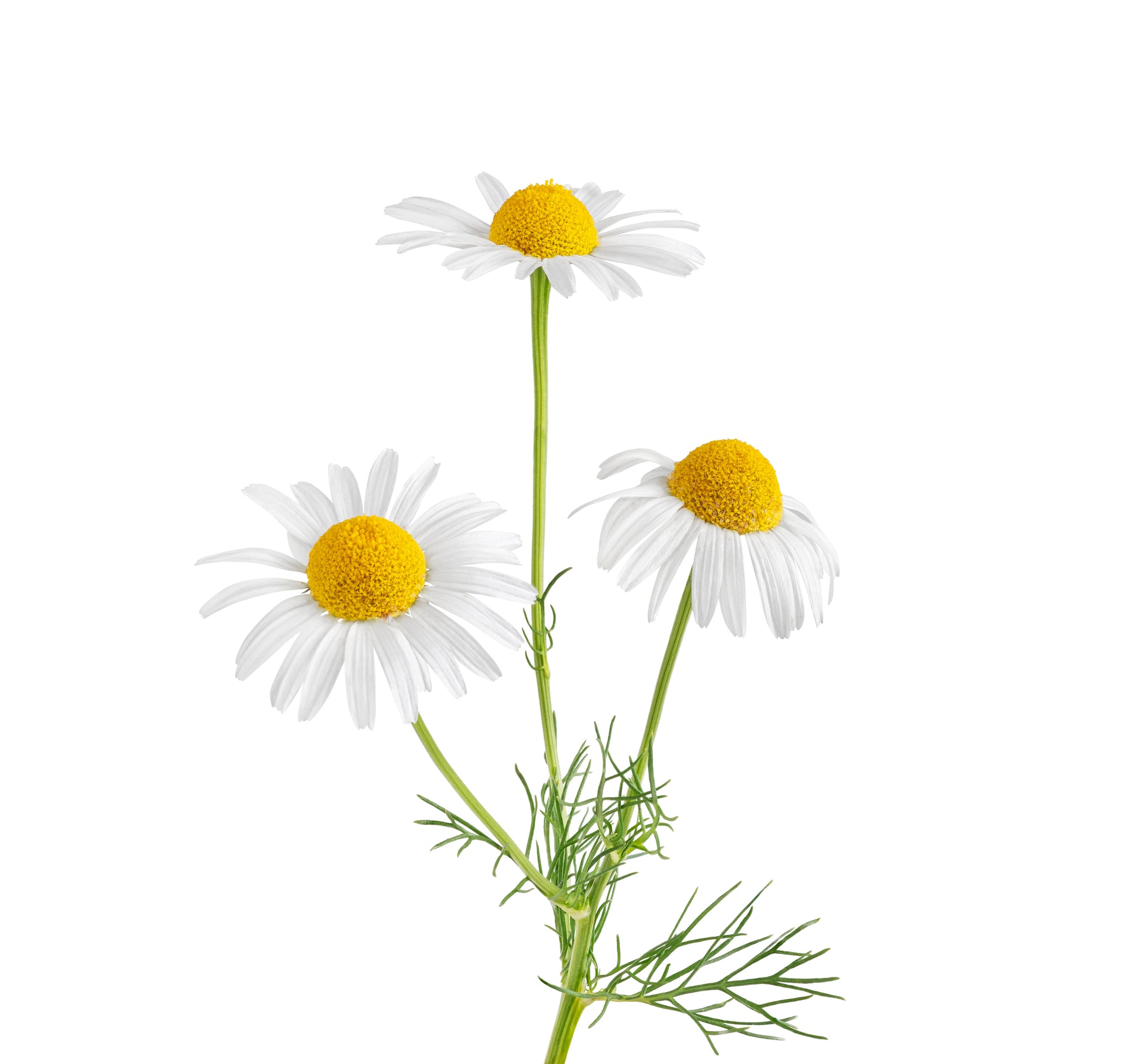 Tallow Balm for baby eczema