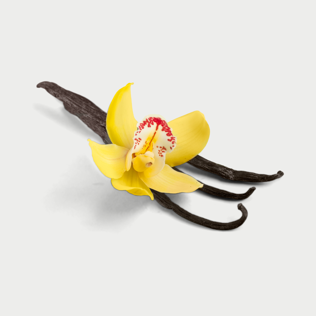 Vanilla beans with a yellow flower on a light gray background